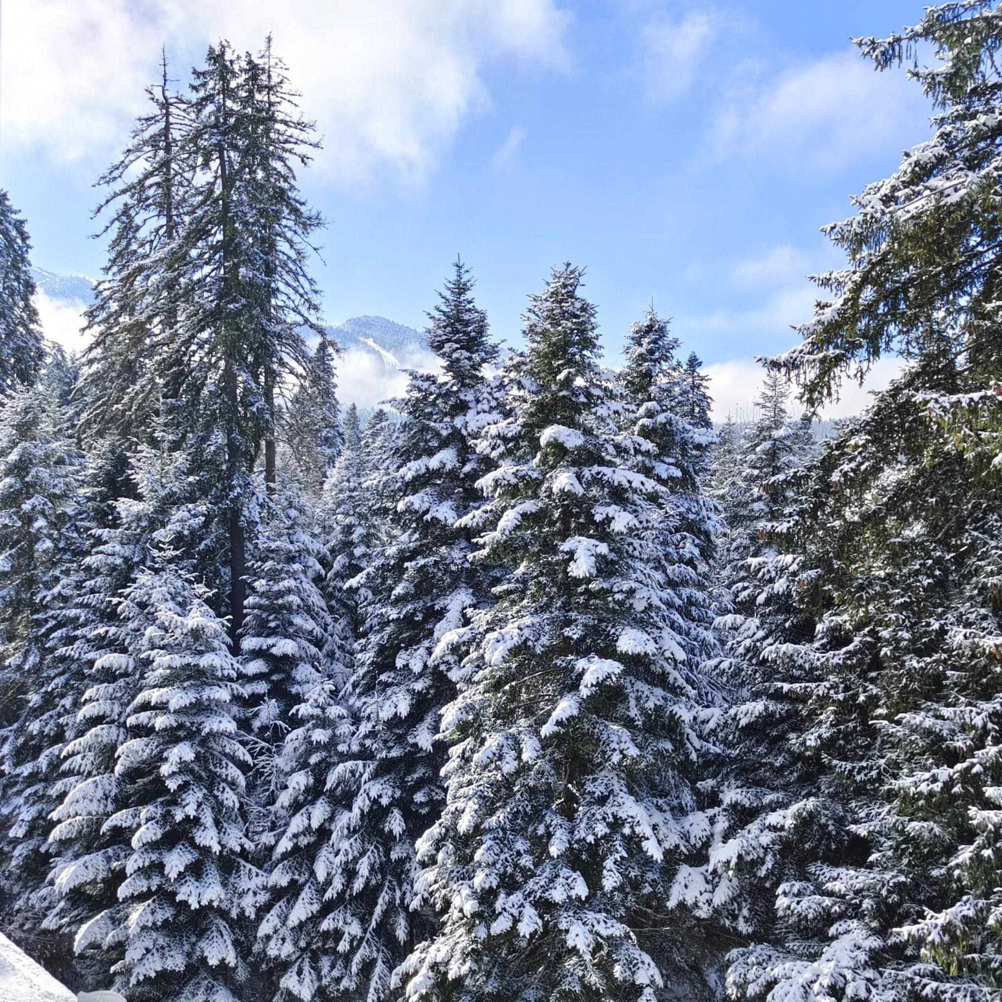 Borovets Dream Studio Exterior foto